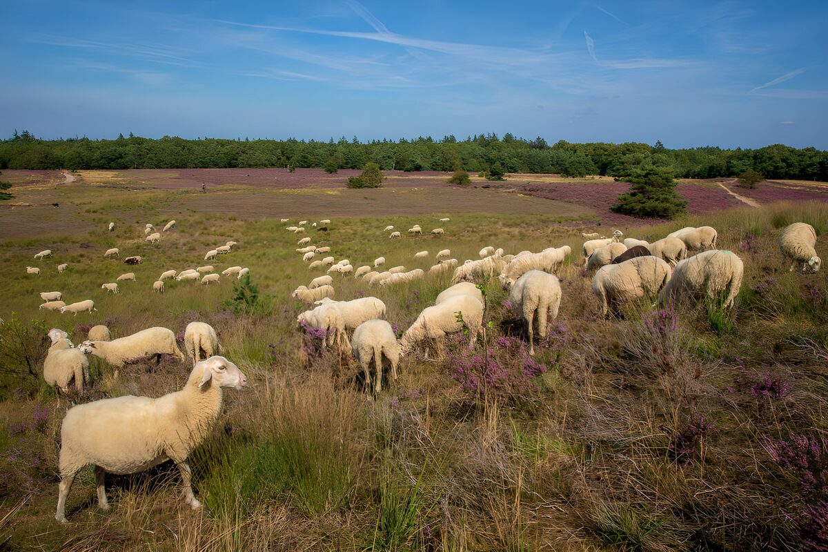 Schafherde auf sommerlicher Heide