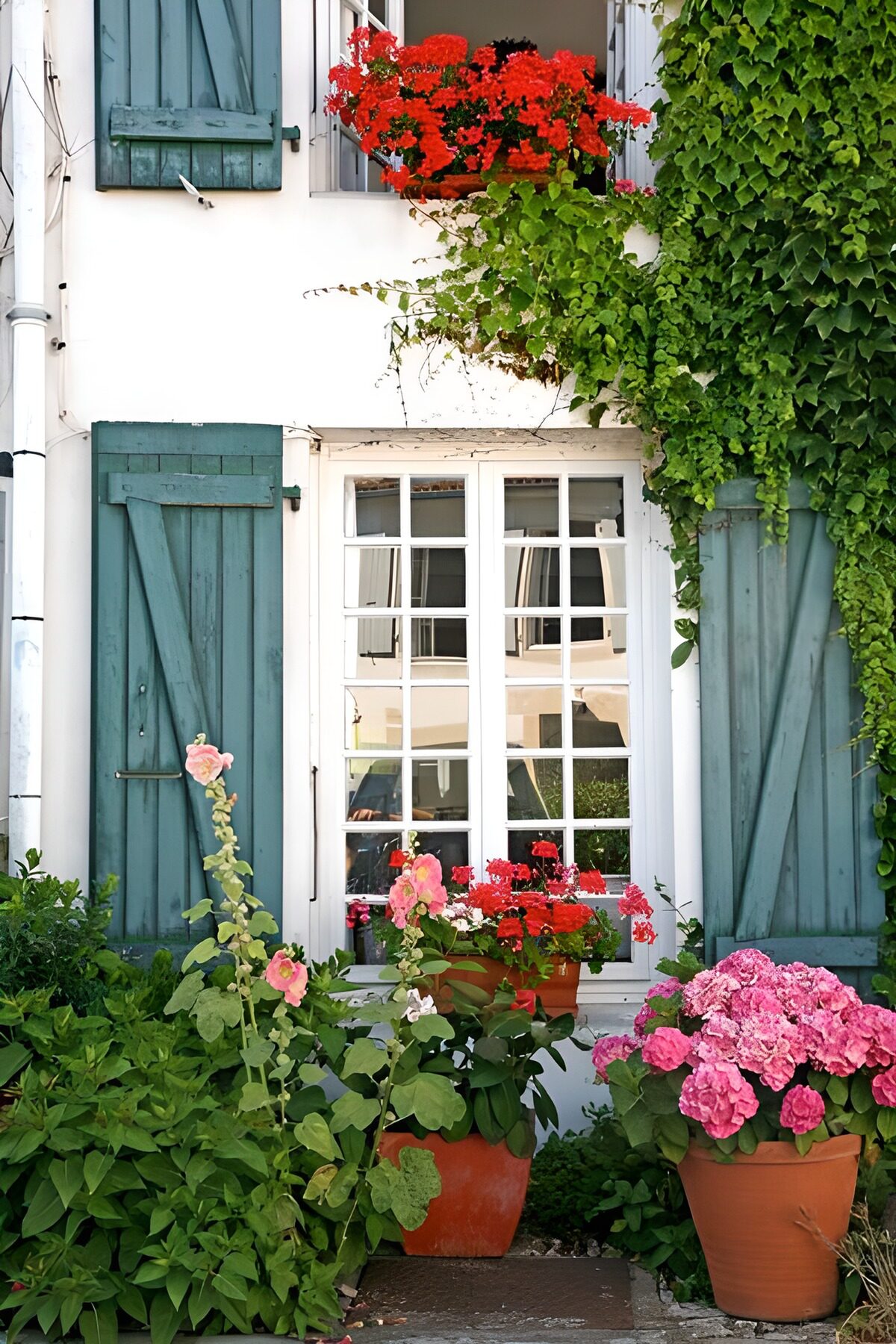 Sommerblüten vor grünen Fensterläden