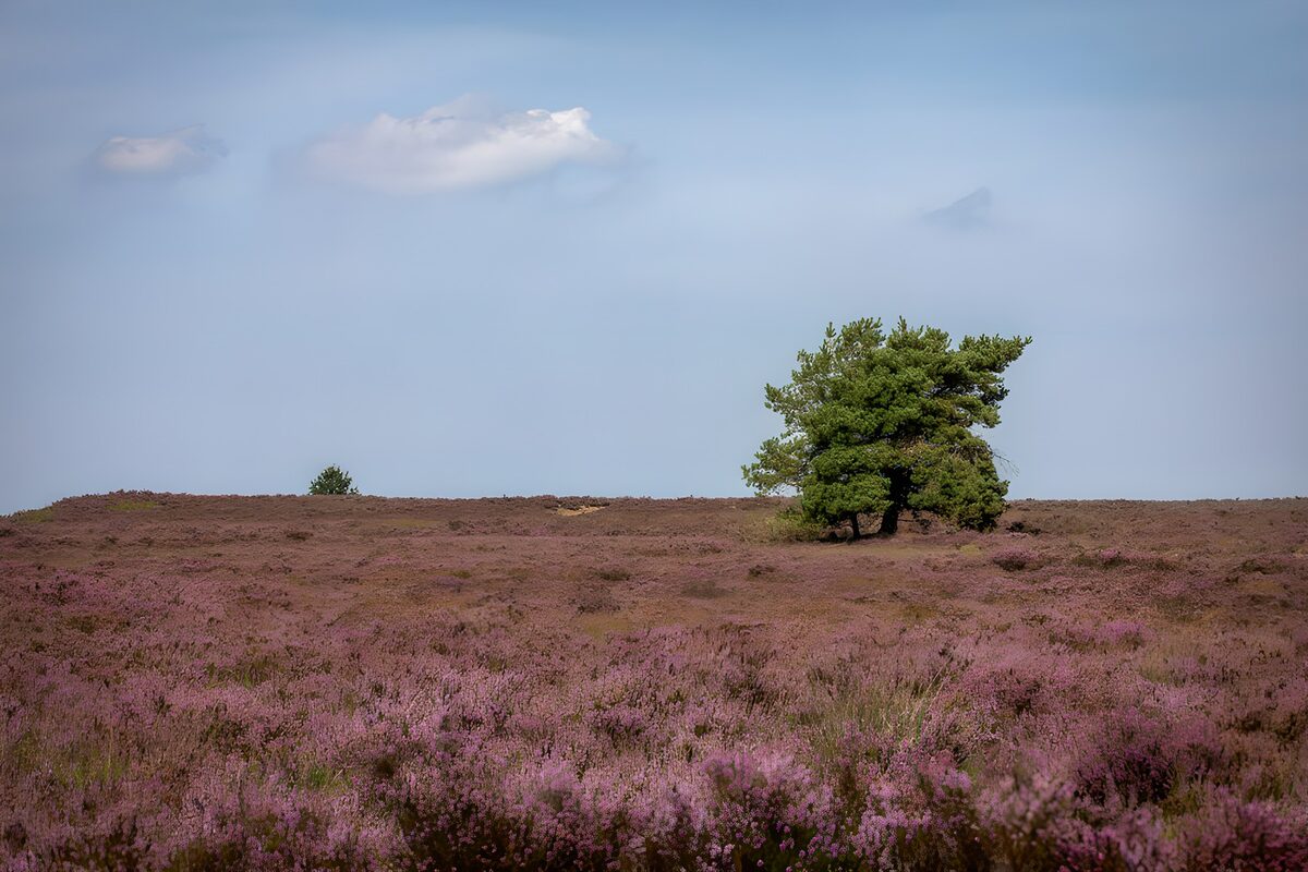 Lila Heide, weiter Himmel, einzelner Baum