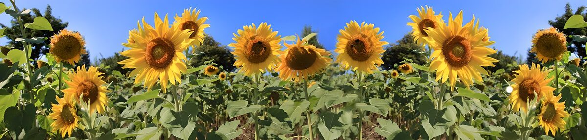 Sonnenblumen in sattem Grün