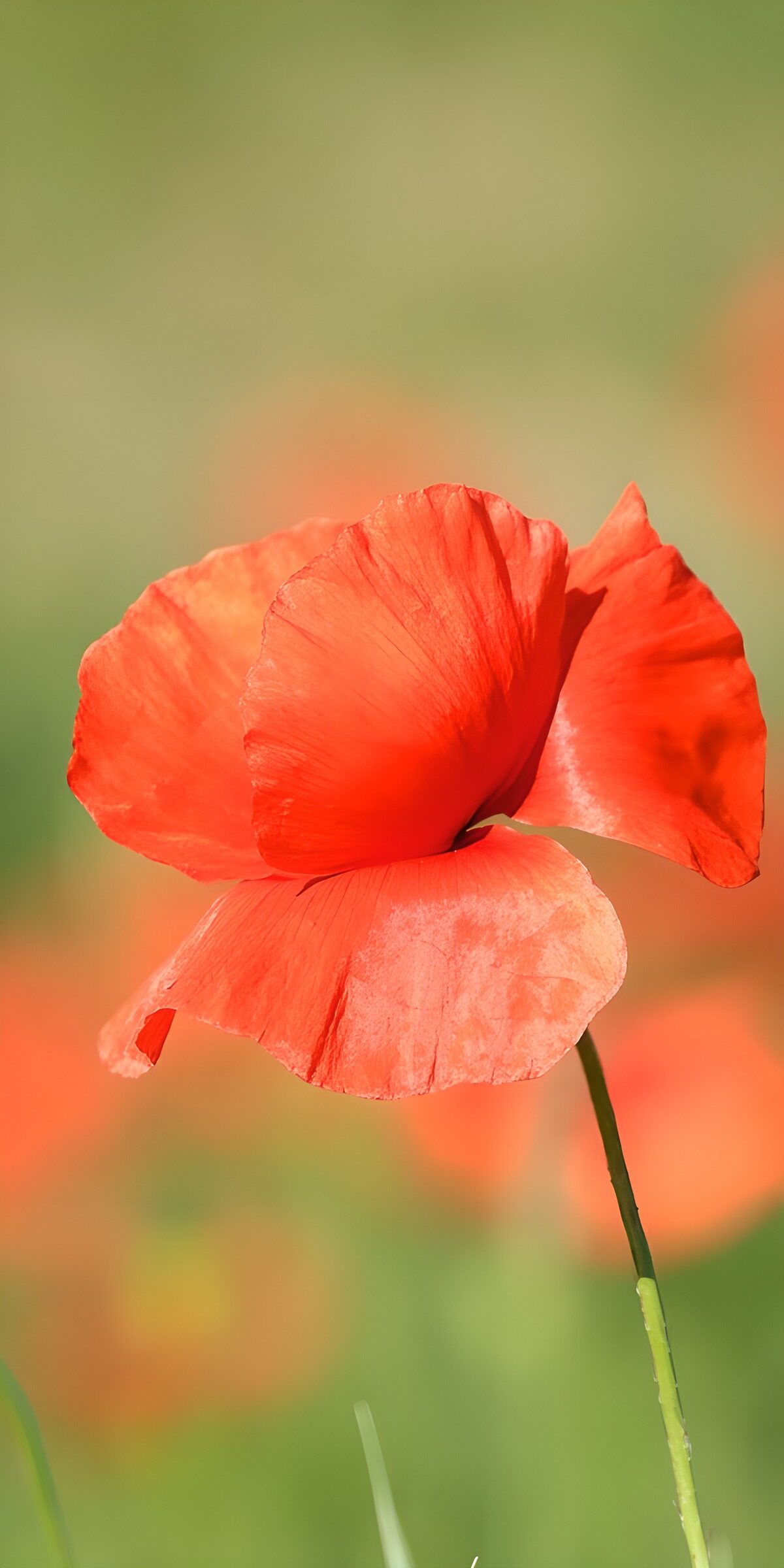 Roter Mohn vor weichem Grün