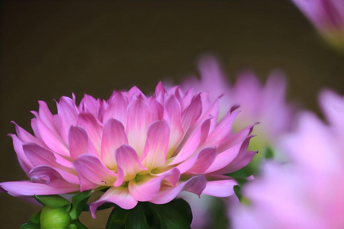 Rosa Blüte im sanften Licht