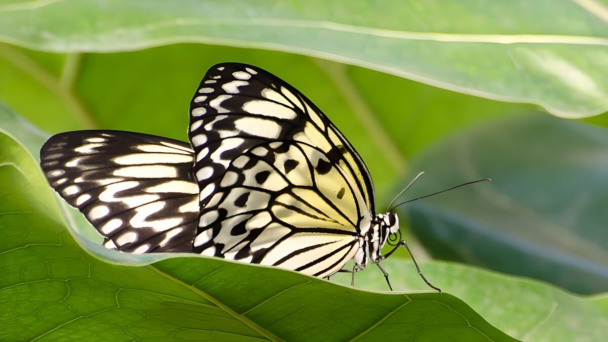 Schwarzweißer Schmetterling im Blattgrün