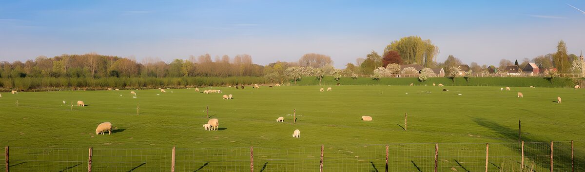 Schafe auf grüner Wiese im Abendlicht