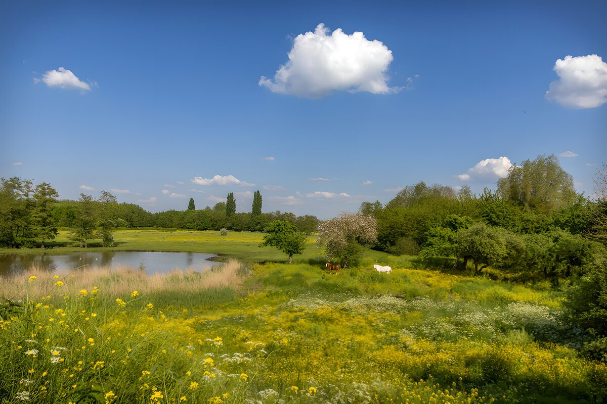 Pferde auf der sonnigen Blumenwiese