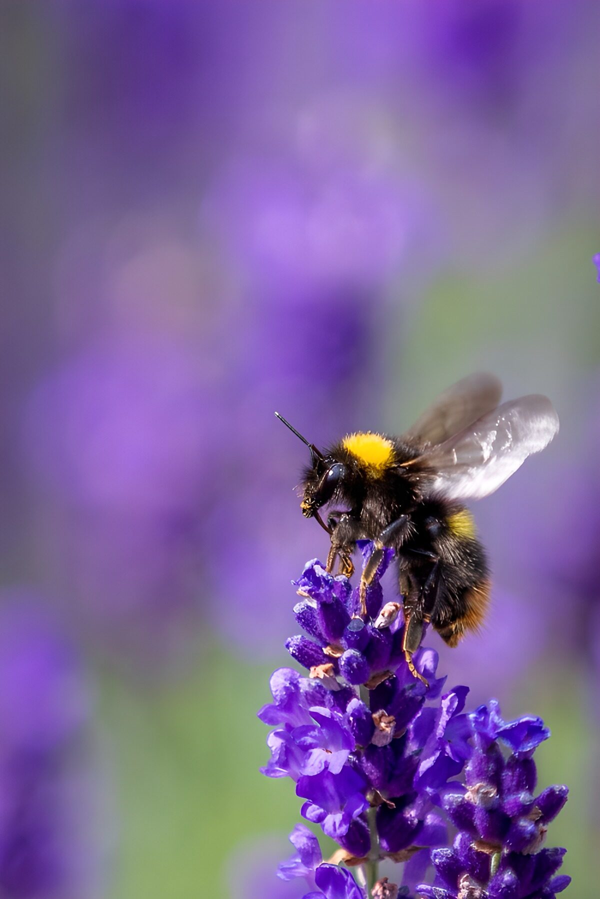 Hummel auf Lavendel im Sonnenlicht