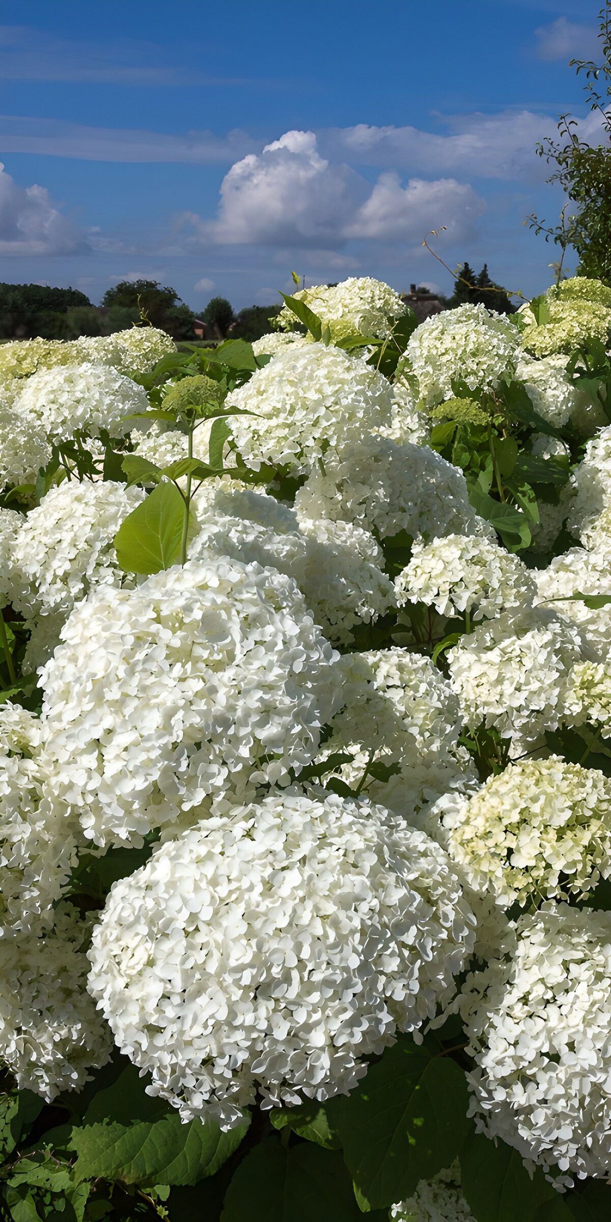 Weiße Hortensien unter blauem Himmel