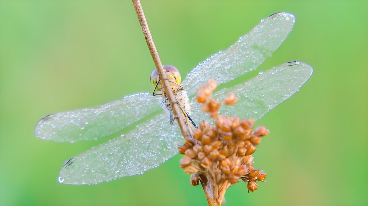 Libelle mit Wassertropfen auf den Flügeln