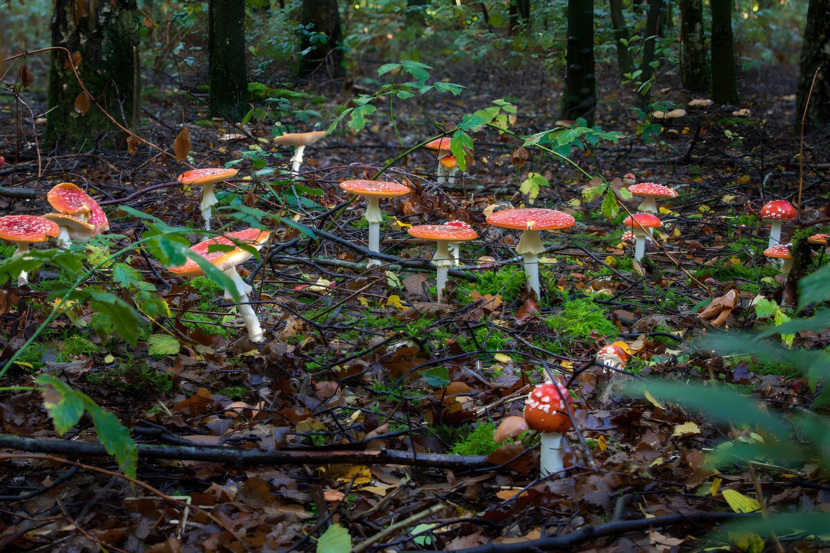 Fliegenpilze zwischen Moos und Herbstlaub