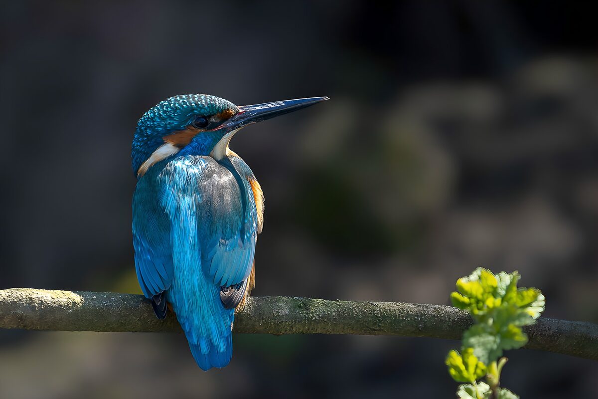 Eisvogel auf einem Ast im Sonnenlicht