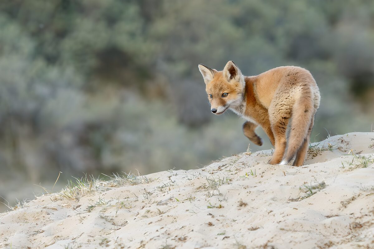 Wachsamer Rotfuchs am sandigen Hang