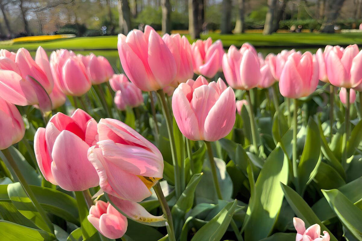 Rosa Tulpen im Sonnenlicht