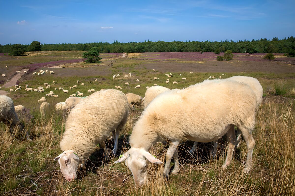 Schafe grasen in der sonnigen Heide