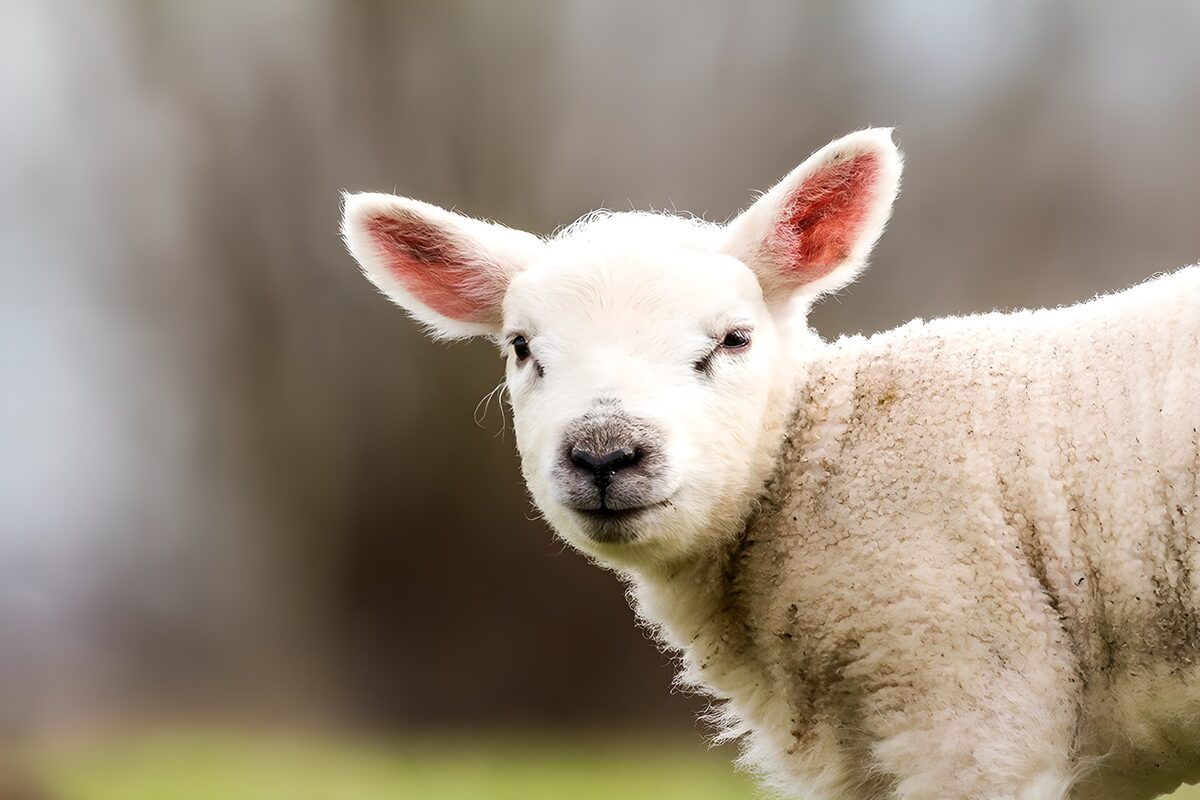 Weißes Lamm mit neugierigem Blick