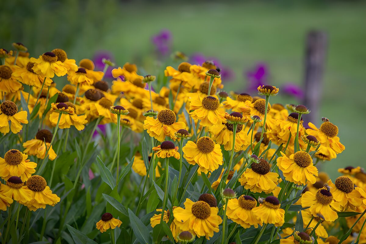 Gelbe Gartenblumen im weichen Licht