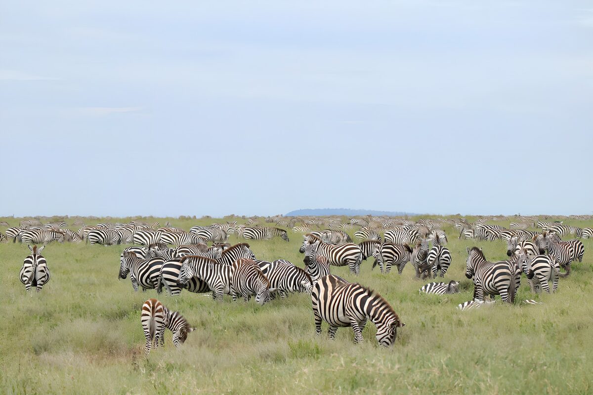 Zebraherde auf weiter Grasebene