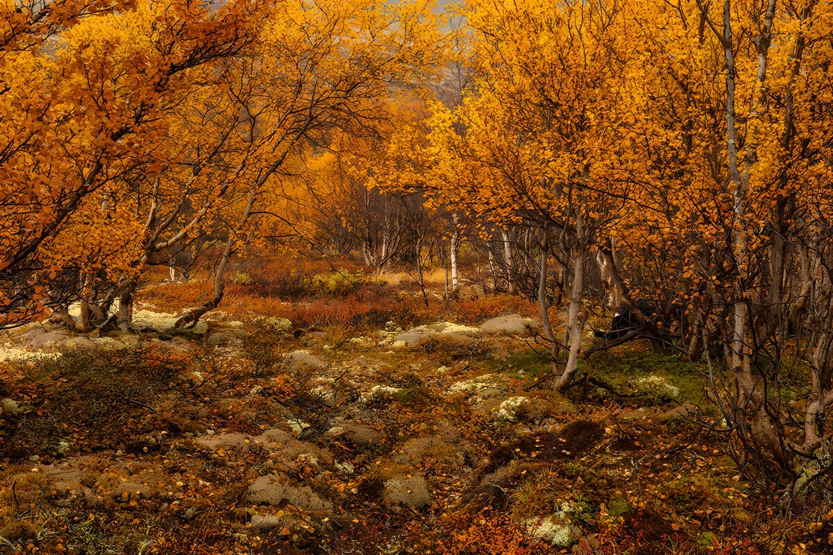 Herbstwald mit Felsen und goldenem Laub
