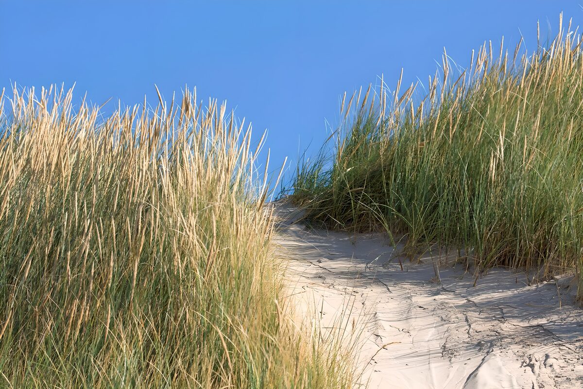 Sonniger Sandpfad zwischen Dünengräsern