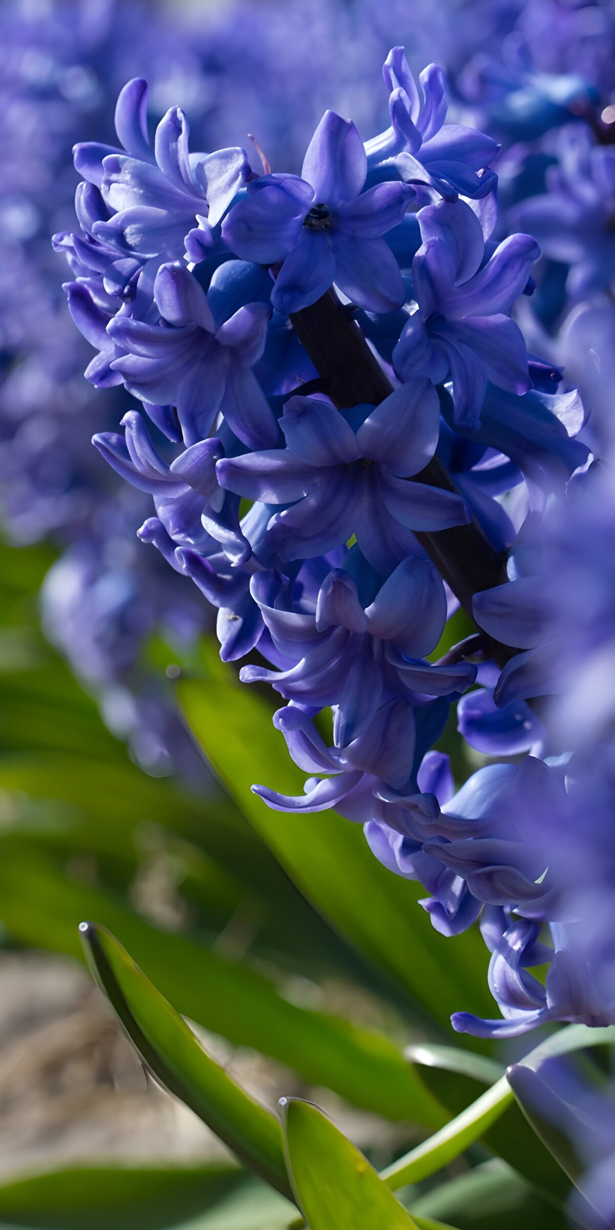 Blaue Hyazinthe in Nahaufnahme
