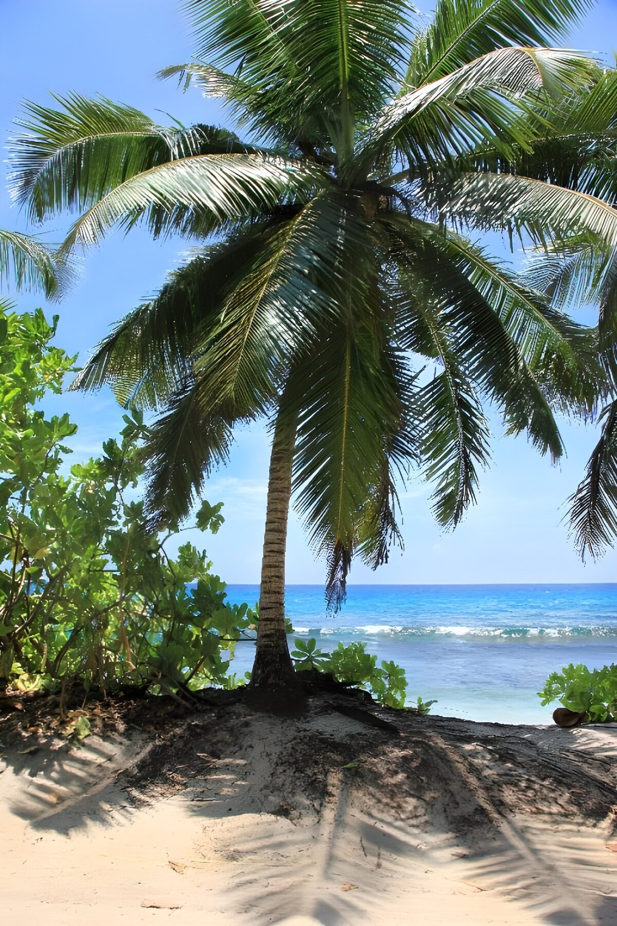 Palme am Strand im warmen Sonnenlicht