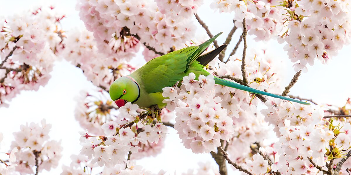 Grüner Halsbandsittich in rosa Kirschblüten