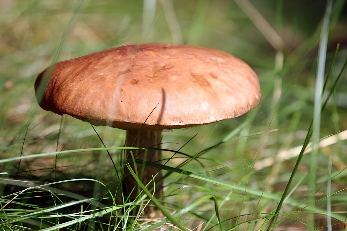 Orangebrauner Pilz im sonnigen Gras