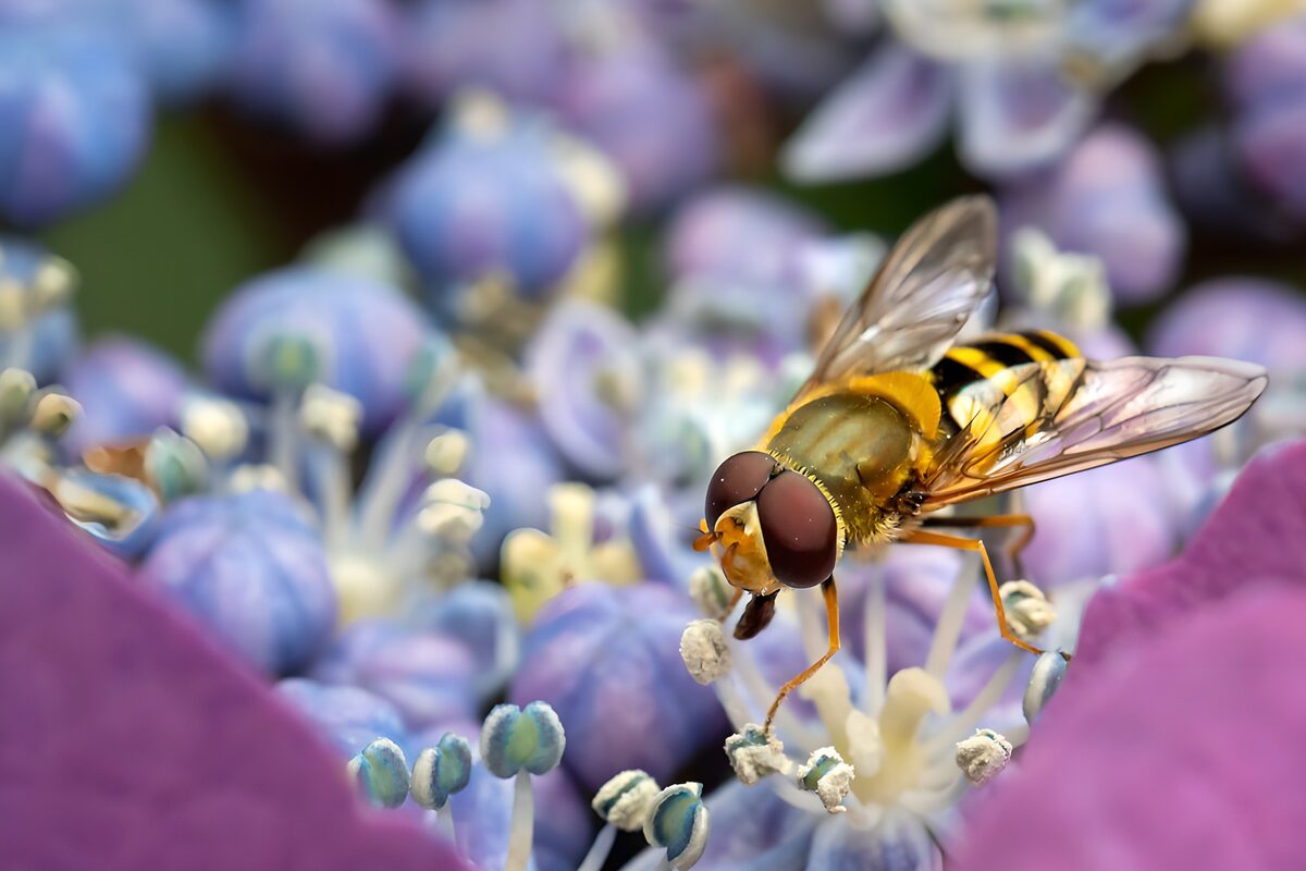 Schwebfliege auf blauvioletten Blüten