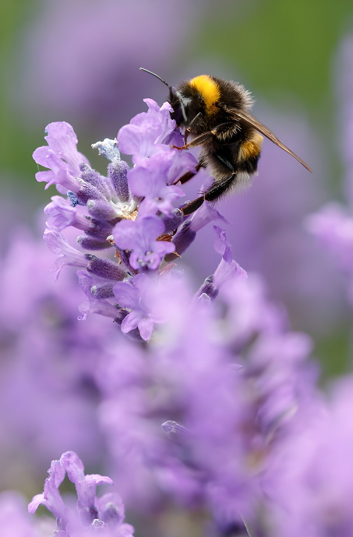 Hummel auf zartviolettem Lavendel