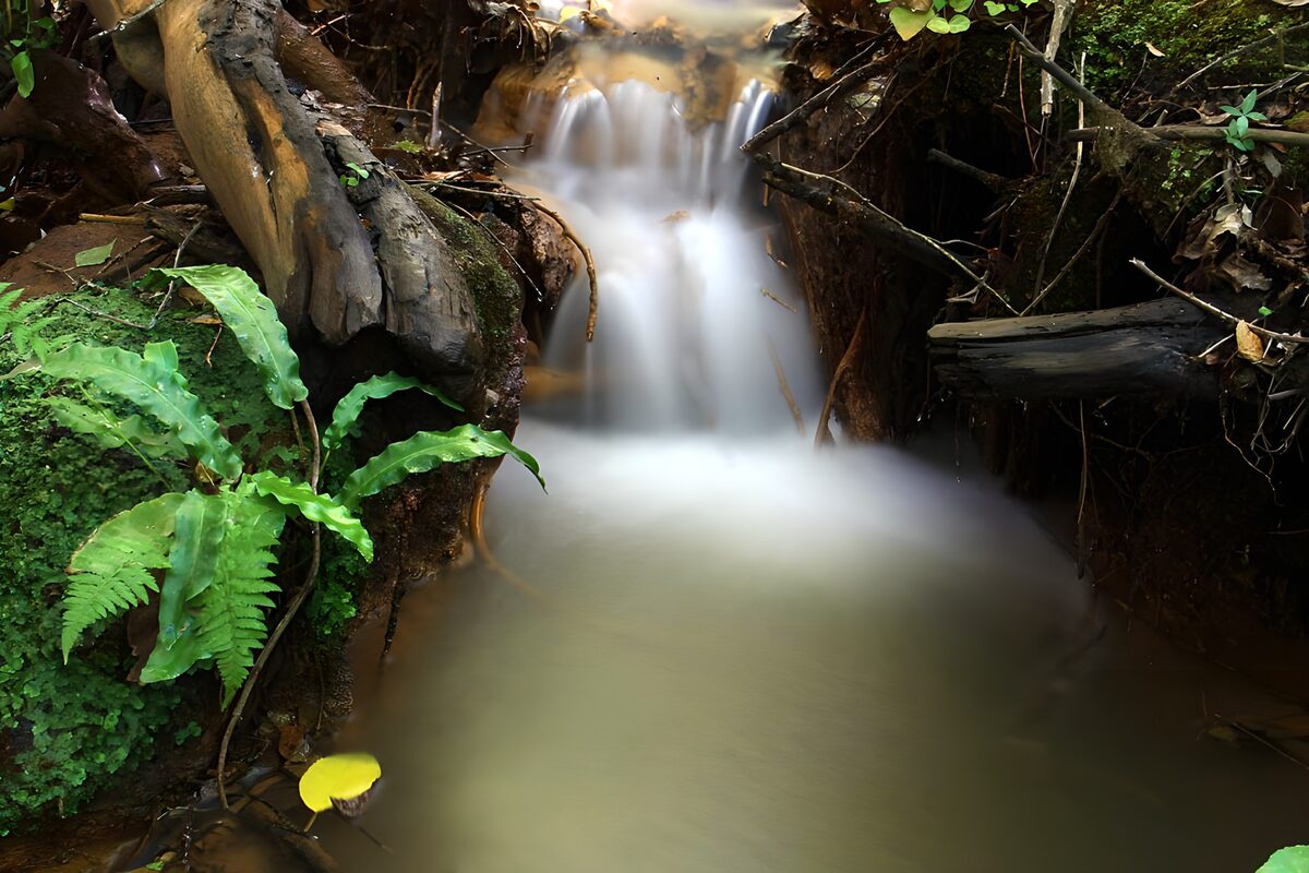Kleiner Wasserfall zwischen Farn und Wurzeln