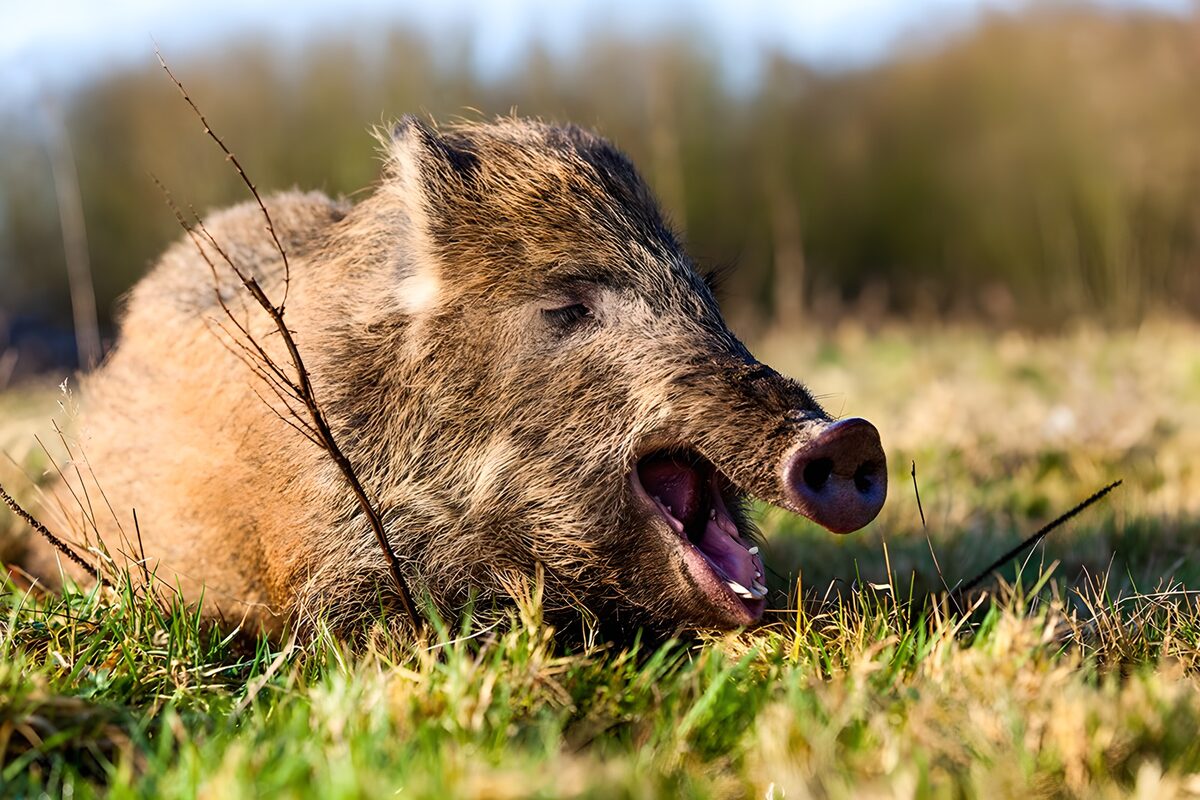 Gähnendes Wildschwein im Gras
