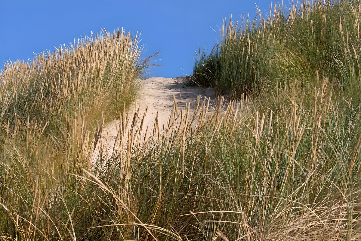 Sonniger Sandpfad durch die Dünen
