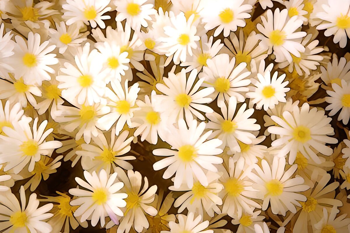 Weiße Blüten dicht an dicht