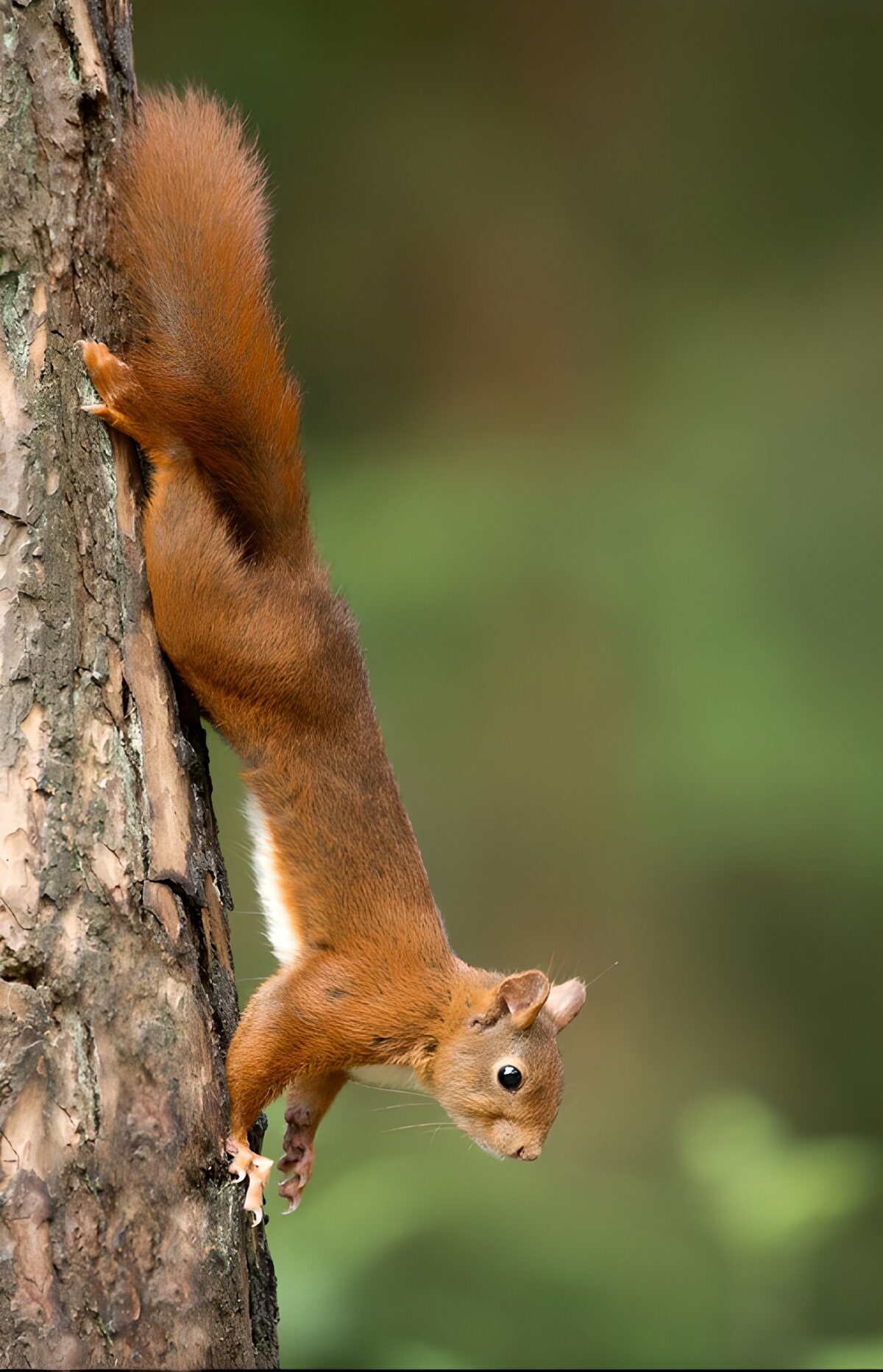 Rotes Eichhörnchen kopfüber am Stamm