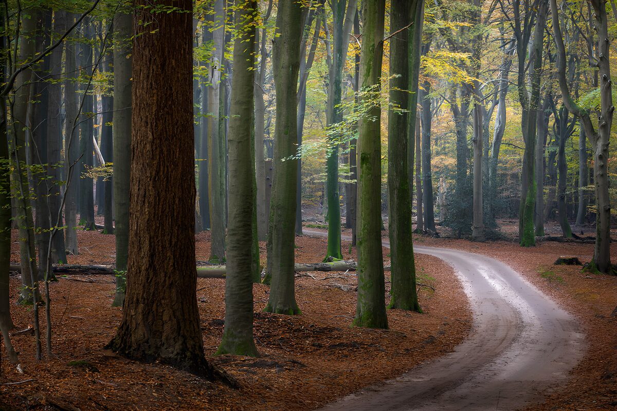 Gewundener Weg durch den Herbstwald