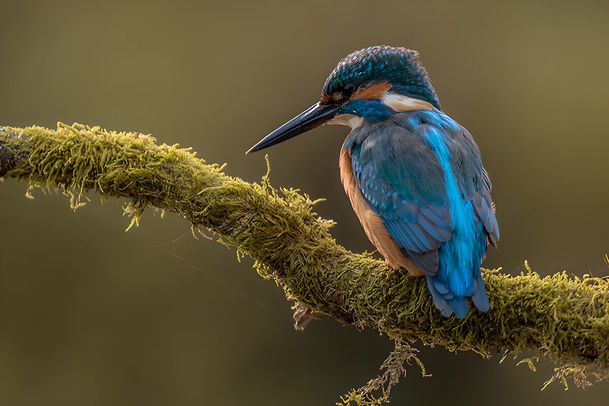 Eisvogel auf moosigem Ast im warmen Licht