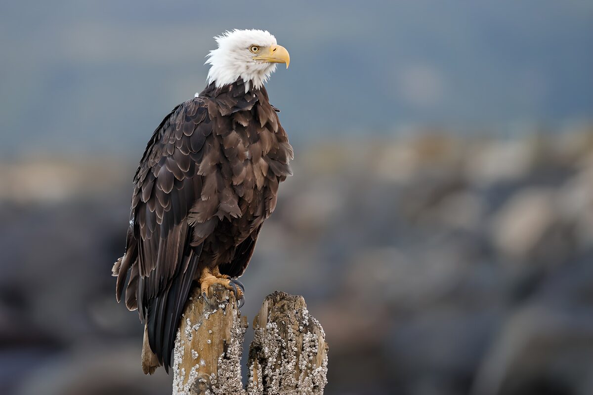 Weißkopfseeadler auf verwittertem Holz