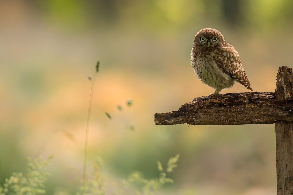 Steinkauz auf rauem Holz