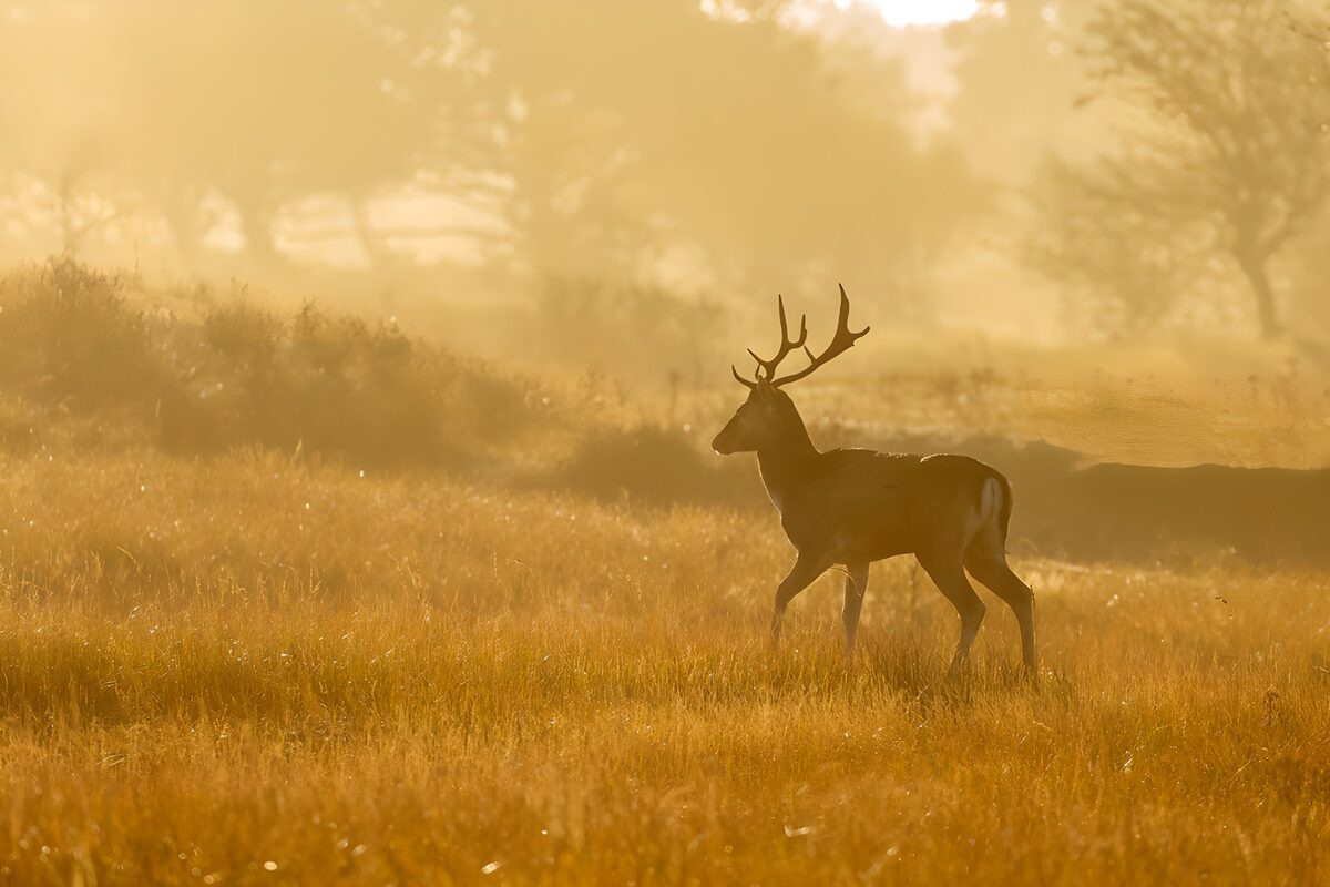 Hirsch im hohen Gras bei goldenem Licht