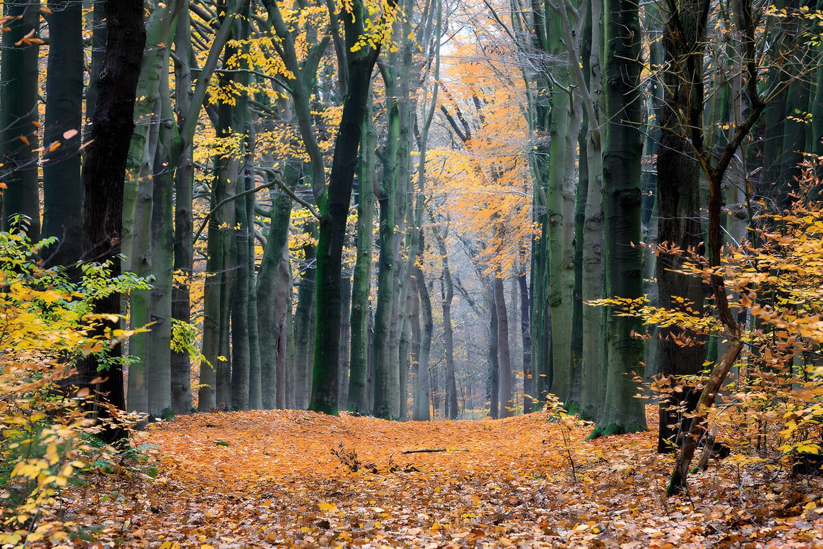 Herbstallee im leichten Nebel