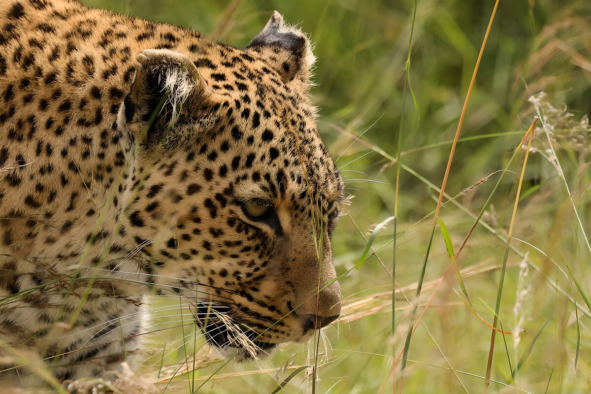 Leopard im hohen Gras, ganz nah