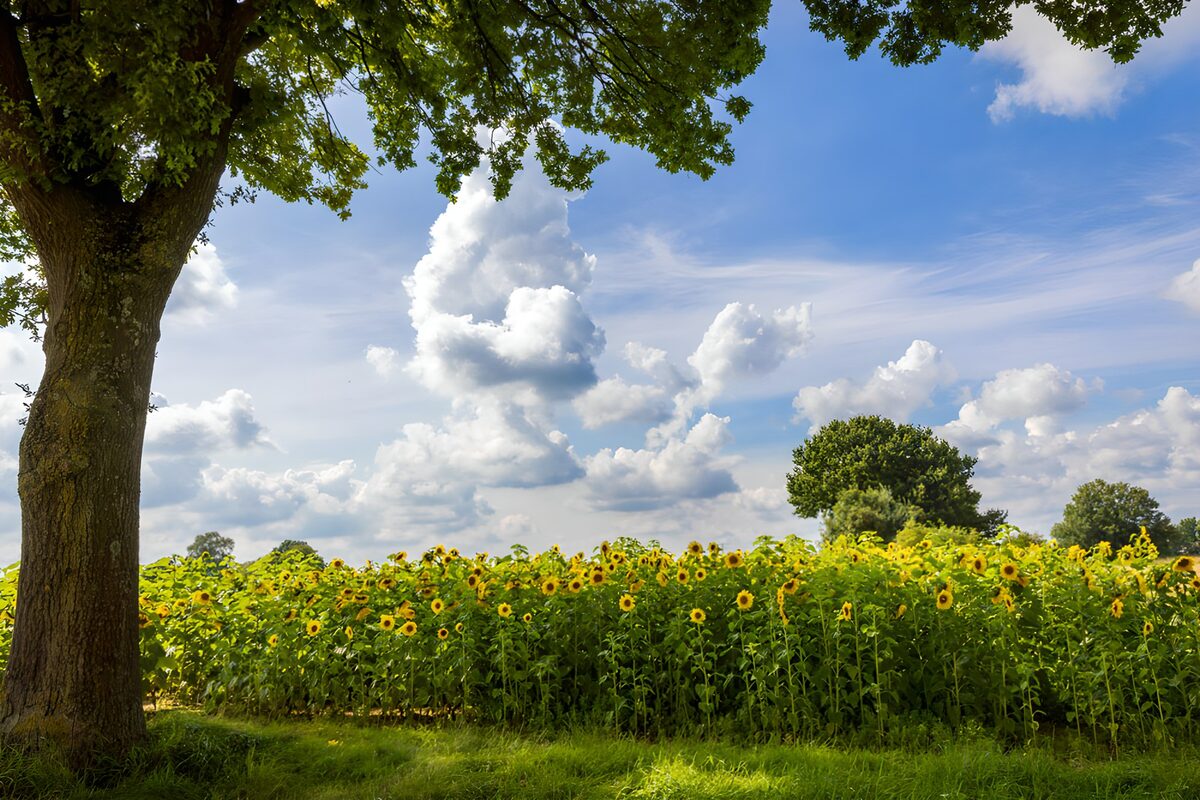 Sonnenblumenfeld unter weißen Sommerwolken