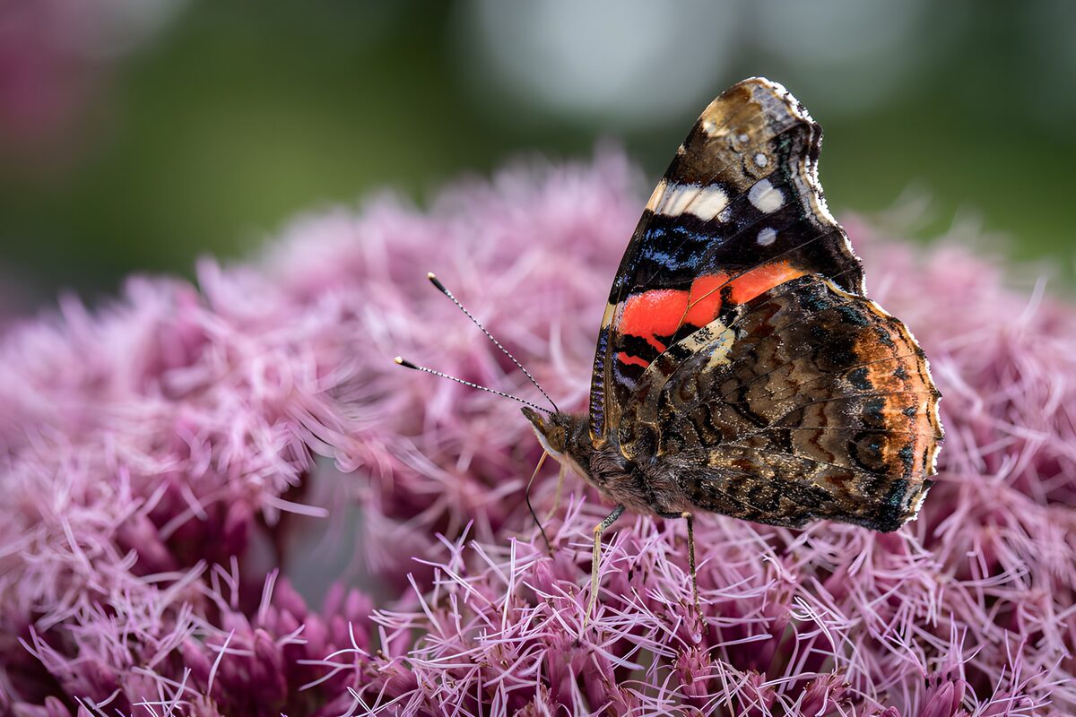 Schmetterling in zartem Blütenrosa