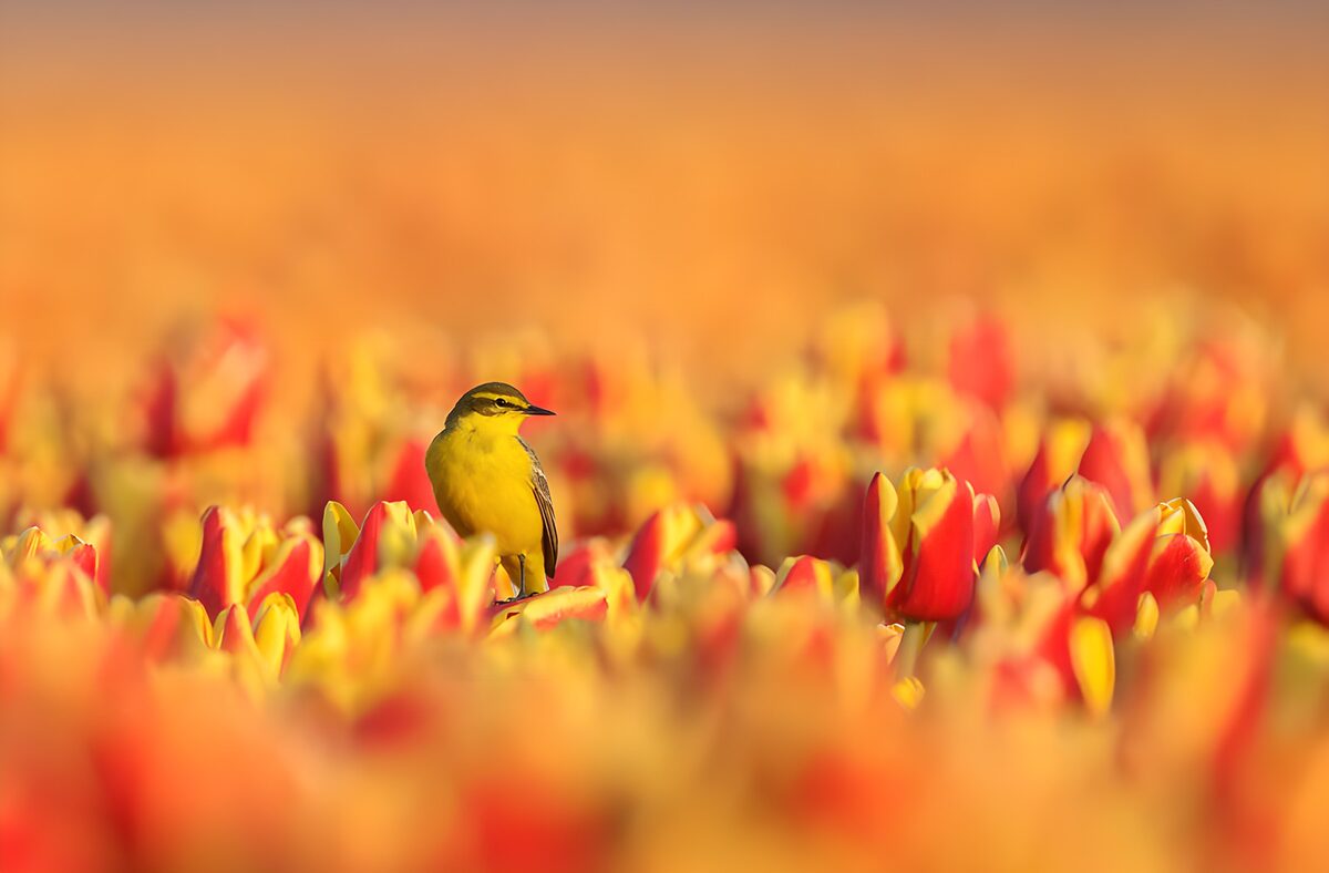 Gelber Vogel im sonnigen Tulpenbeet