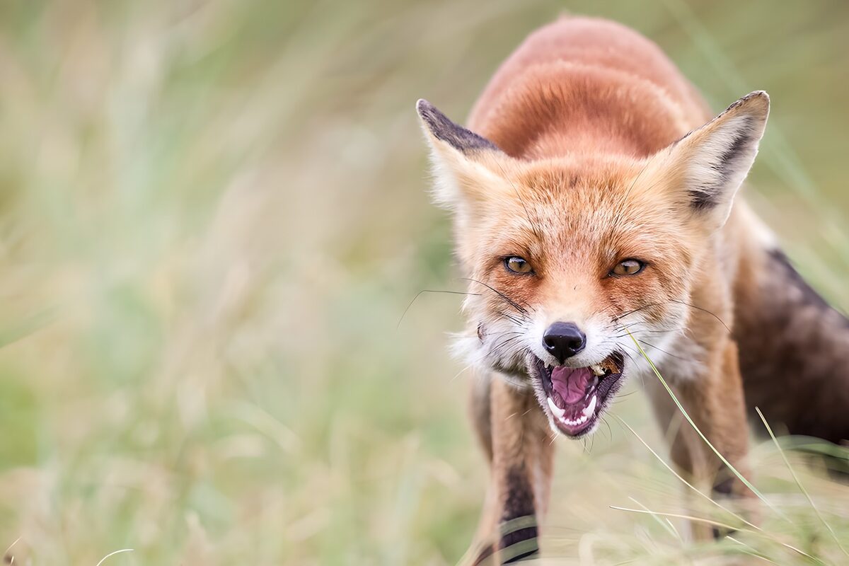 Rotfuchs im Gras, ganz nah