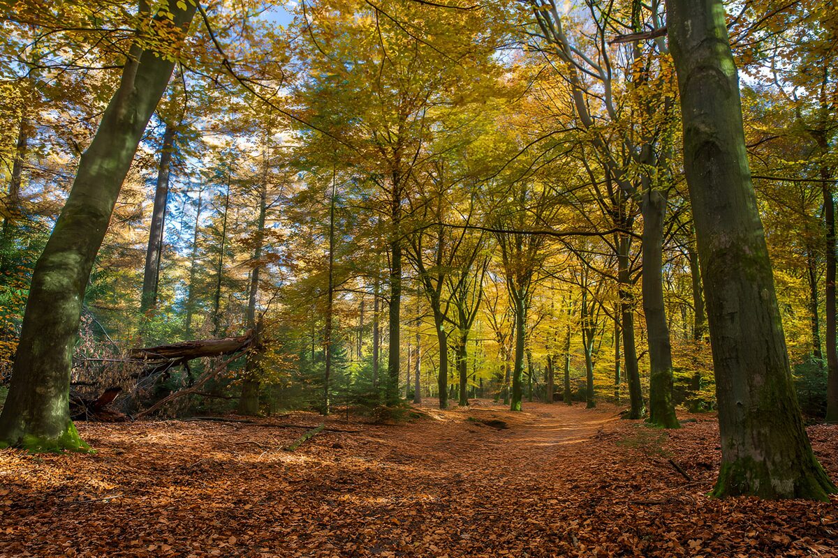 Laubbedeckter Pfad im Herbstwald