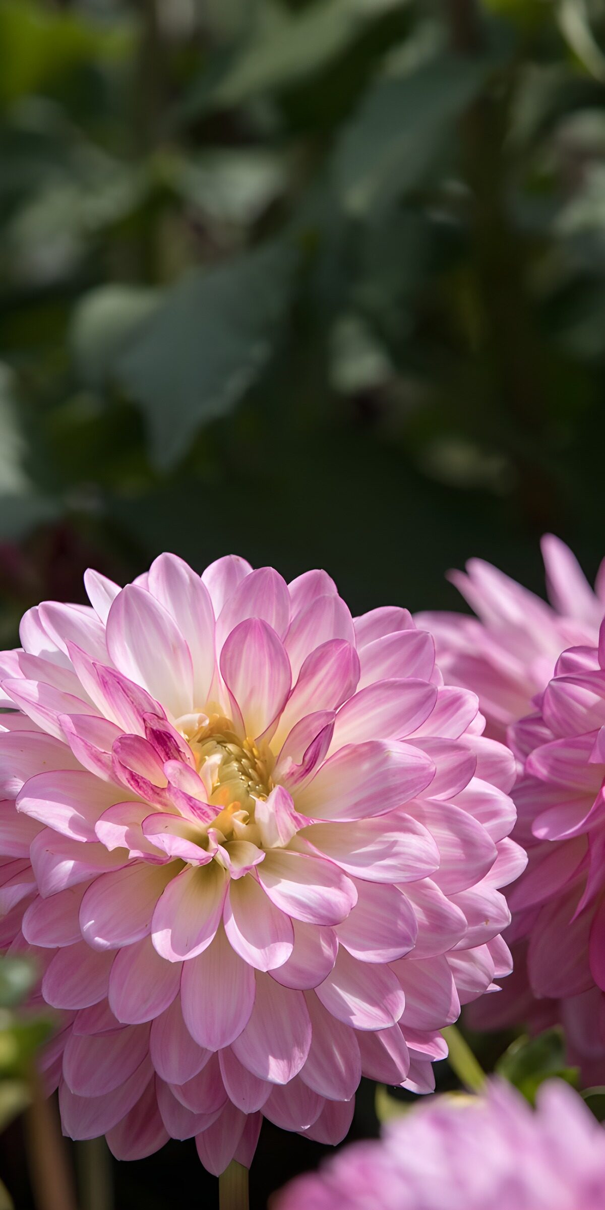 Rosa Dahlie vor dunkelgrünem Laub