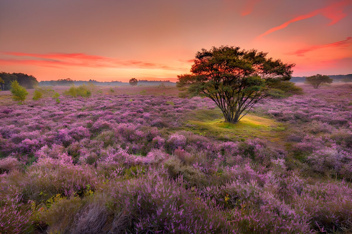Blühende Heide mit Baum unter rosa Himmel