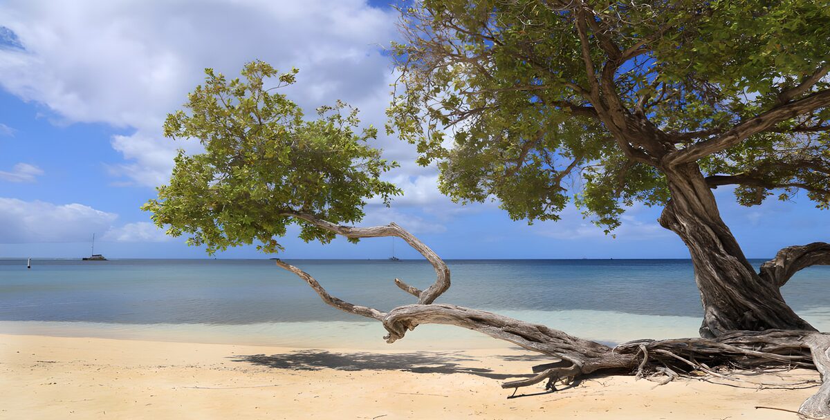 Küstenbaum am ruhigen Sandstrand