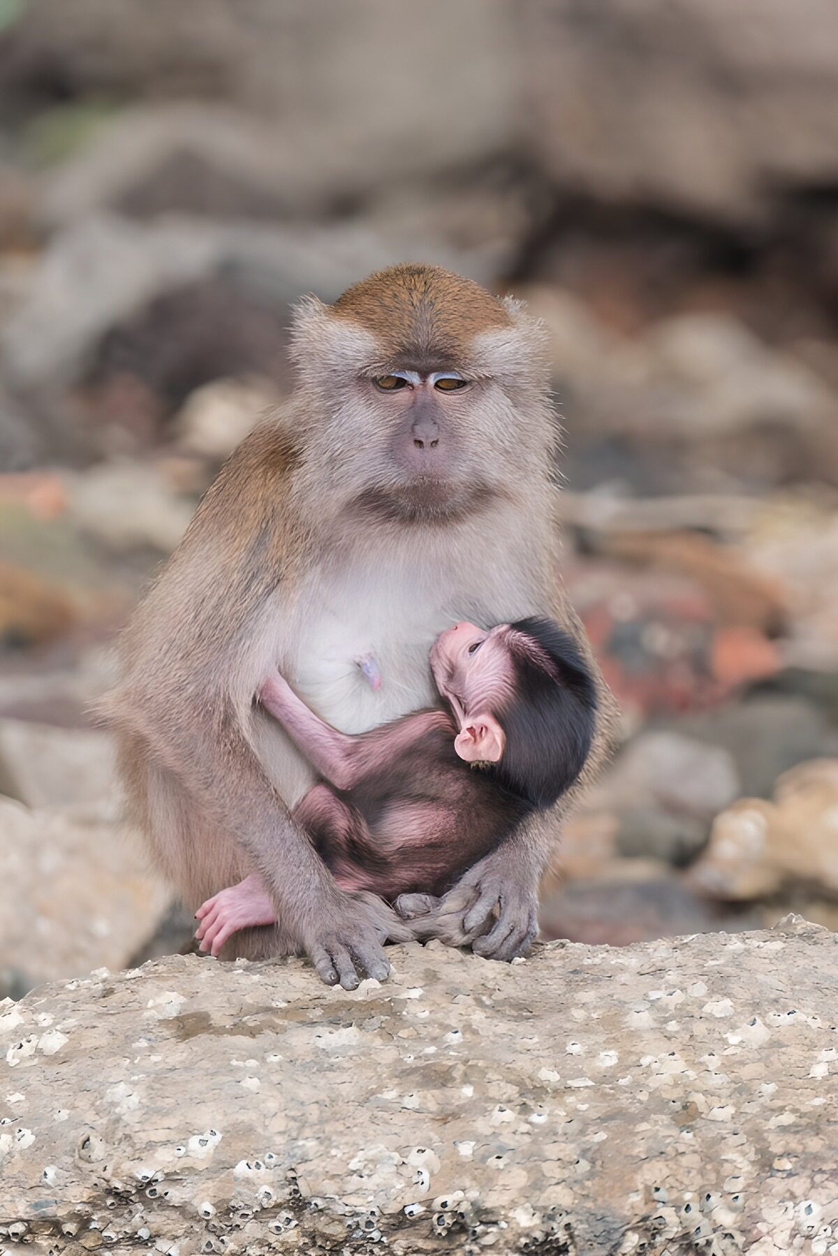 Affenmutter mit Baby auf hellem Fels