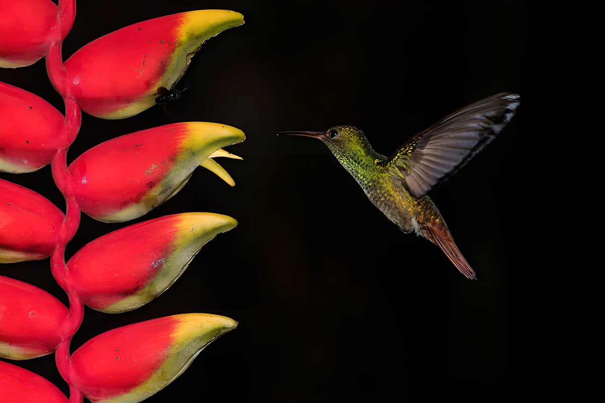 Kolibri an leuchtend roter Helikonie